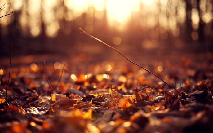 6990282-autumn-leaves-ground-sunset